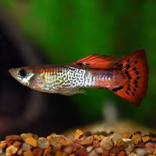 Guppy Cobra Red