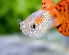 Red Grass Guppy Male