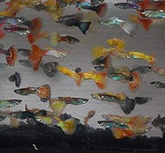 Guppy Color Mix 12 Pack