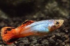 Guppy Coral Tail