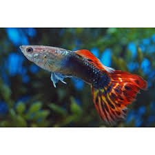 Guppy Dragon Tail