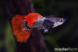 Guppy - Elephant Ear Cobra