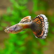 Guppy - Elephant Ear Dragon