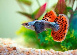 Guppy - Elephant Ear Mosaic Tail