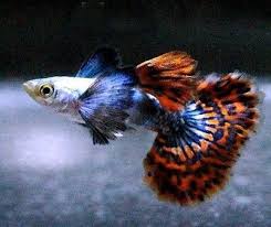 Guppy - Elephant Ear Orchid Mist