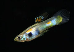 Guppy Endler Female Assorted