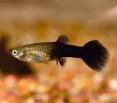 Guppy Female Black