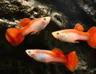 Guppy Female Blonde Rainbow