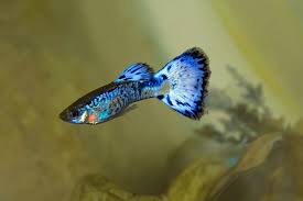 Guppy Female Blue Cobra