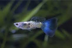 Guppy Female Blue Sapphire Neon