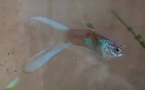 Guppy Female Blue Scissor Tail