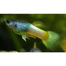 Guppy Female Bumble Bee