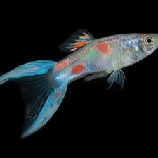 Guppy Female Calico Double Sword