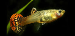 Guppy Female Cobra Red