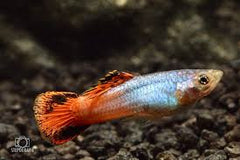 Guppy Female Coral Tail