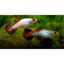 Guppy Female Coral Tail