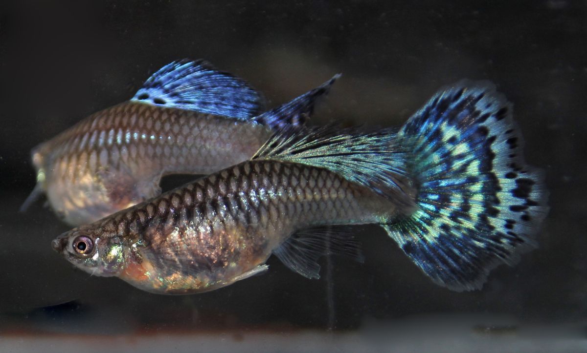 Guppy Female Dragon Tail