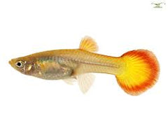 Guppy Female Flame