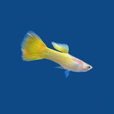 Guppy Female German Yellow