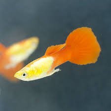 Guppy - Female Golden Head