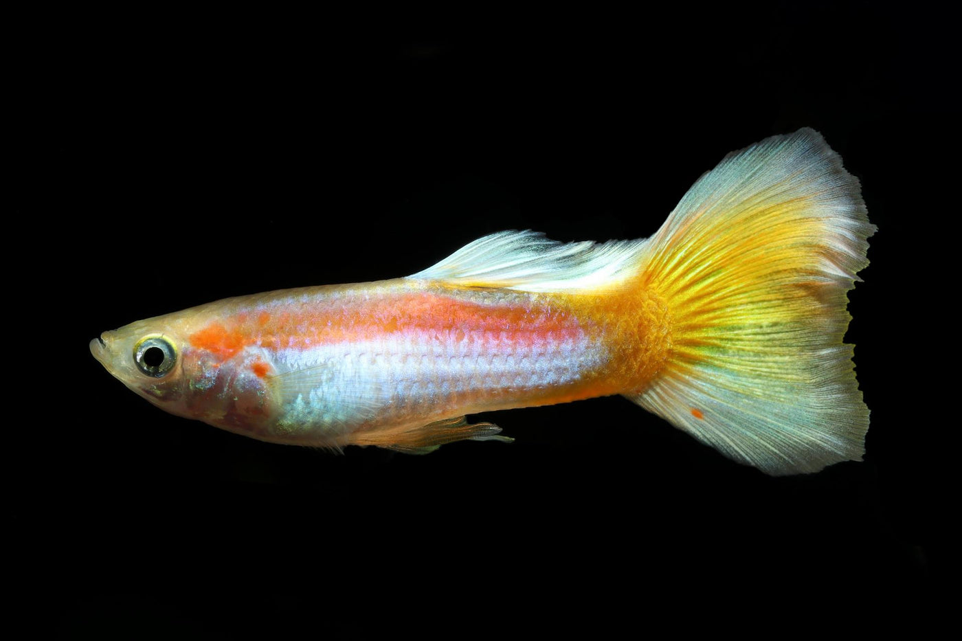 Guppy - Female Golden Laser Ray