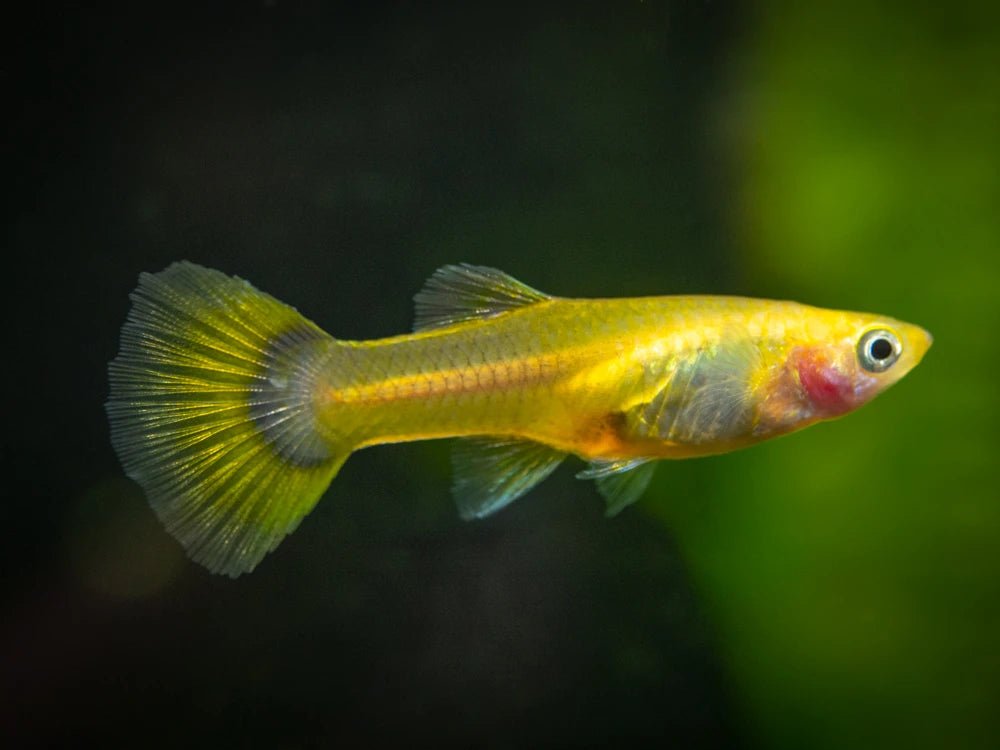 Guppy - Female Golden Tuxedo
