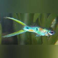 Guppy - Female Green Scissor Tail