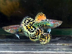 Guppy - Female Leopard