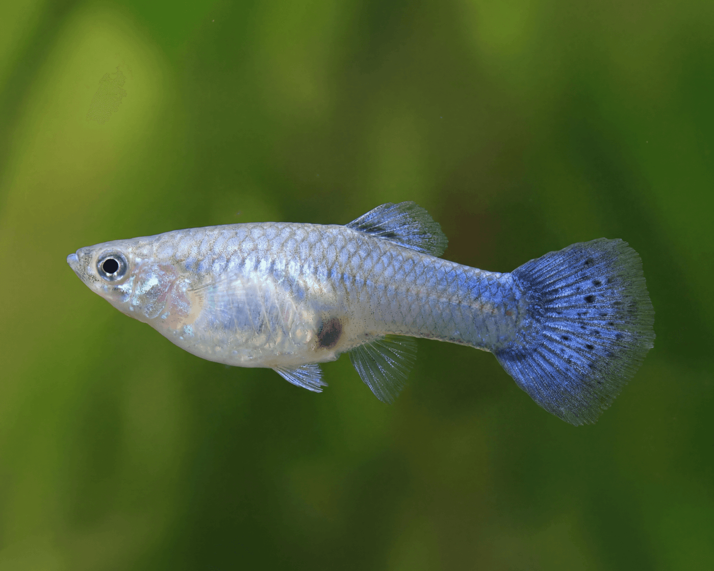 Platinum Guppy Male