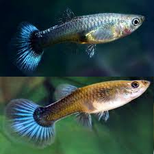 Guppy - Female Neon Blue