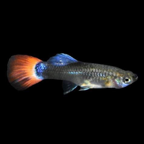 Guppy - Female Neon Firetail