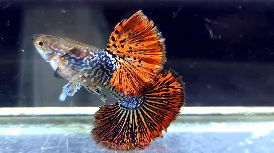 Guppy - Female Red Dragon Tail