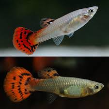 Guppy - Female Spotted Red Tail