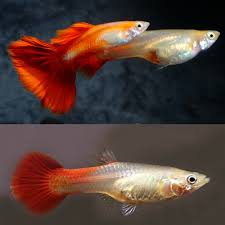 Guppy Female Steel Red/metalic Blond