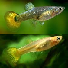 Guppy - Female Yellow