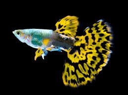 Guppy - Female Yellow Mosaic