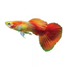 Guppy - Fire Tuxedo