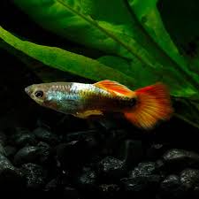 Guppy - Flame