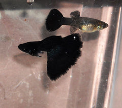 Guppy - Full Black