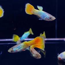 Guppy - German Yellow