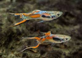 Guppy - Giant Endler