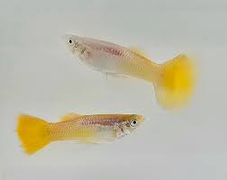 Guppy - Golden