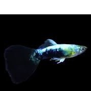 Guppy - Golden Crow