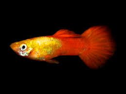 Guppy - Golden Head