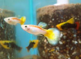 Guppy - Golden Laser Ray