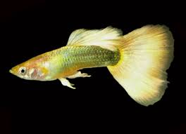 Guppy - Golden Platinum Elephant Ear