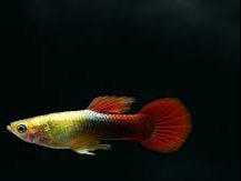 Guppy - Golden Tuxedo
