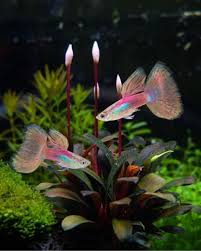 Guppy - Grass Berry