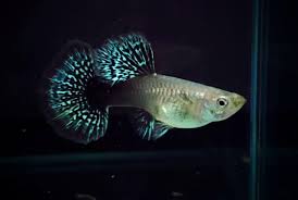 Guppy - Green Elephant Half Moon