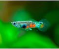 Guppy - Green Endler
